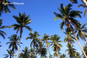 I can't help myself from admiring the deep blue sky in contrast with the green coconut leaves