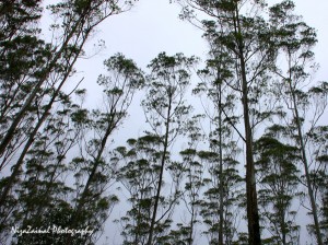 The cold, mysterious Ranca Upas. This tropical forest is situated just next to Kawah Putih, and also used for deer breeding.