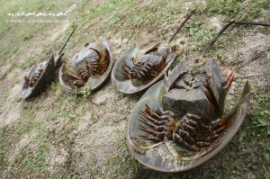 Yes, these critters is what lure us here... the horseshoe crab or locally known as "Belangkas"