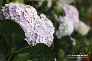 flowers at CH