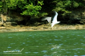 eagle_langkawi
