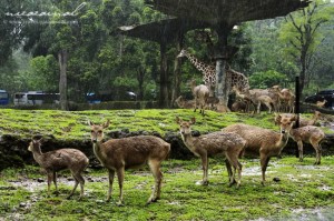 safari_bogor