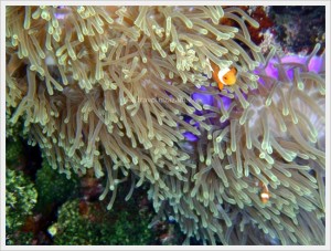 Clown Fish @ Perhentian Island