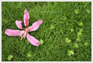 Flower in Hanoi