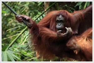Orang Utan Semanggoh