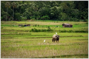 www.travel.nizazainal.com